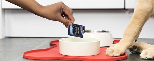 Fortiflora packet being emptied into a dog bowl