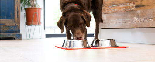 The Importance of Fibre in Your Dog's Diet