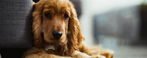 Everything You Need to Know About Grooming Your Cocker Spaniel