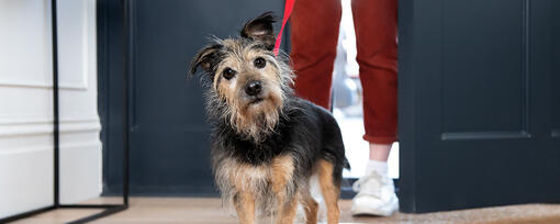 Helping Your Older Dog Through Incontinence