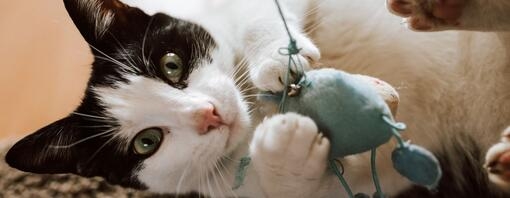 Cat playing