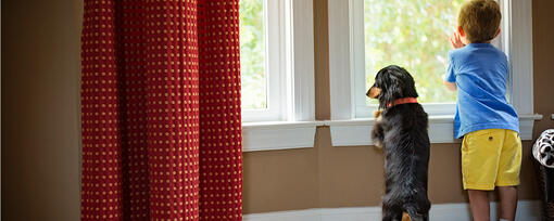 Should I get a male or female dog?