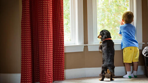 Should I get a male or female dog?
