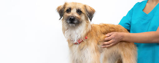 Mange in Dogs: Symptoms, Treatment, and Prevention