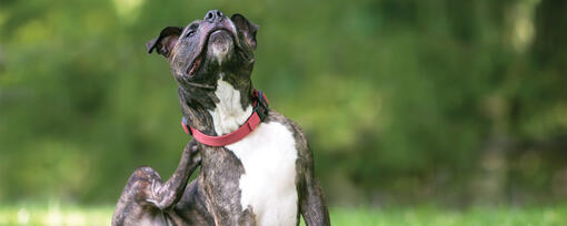 Why Does My Dog Keep Scratching?