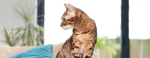 Cat-deafness TEASER