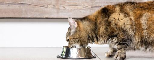 One cat eating from a bowl