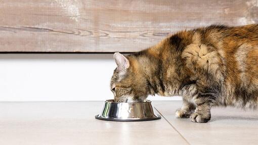 One cat eating from a bowl