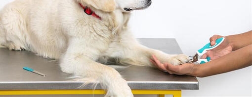 Dog Nail Cutting