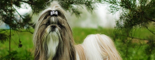 A Guide to the Most Popular Small Dog Breeds That Don't Shed  