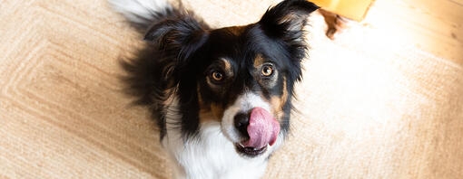 Why do dogs lick you and what to do about it?