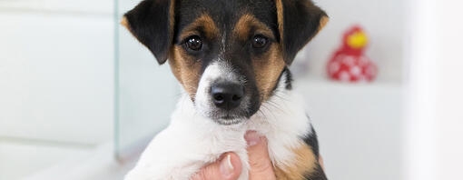 Getting Your Dog Used to Being Handled