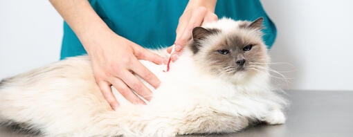 How do I know if my cat is sick?