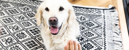 Teach Your Puppy Their Name