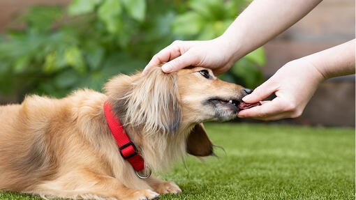 How to teach your dog to lay down?