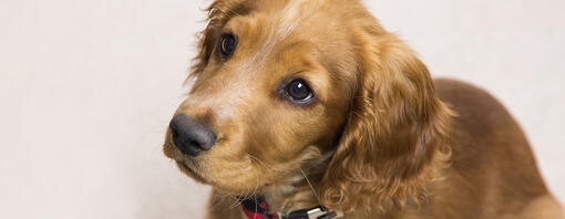 Spaniel puppy looking up at command whilst sitting