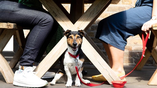 How To Train Your Dog to Be Calm, Relax and Settle