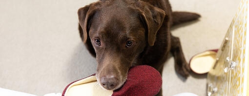 Labrador sat chewing a slipper in a bedroom