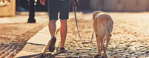 Walking on a loose lead