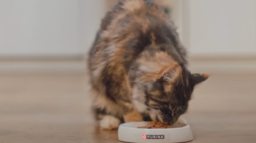 Pet food