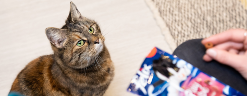 Cat sat looking at Felix cat treat in person's hand