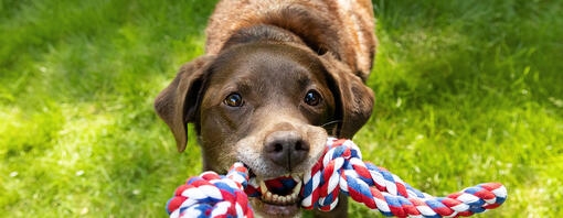 Labrador pulling at a rope toy in a persons hand