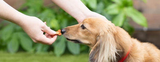 Dachshund with nose to a treat in a person’s hand