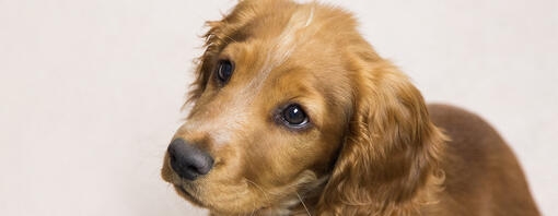 Puppy looking up at person holding a treat out