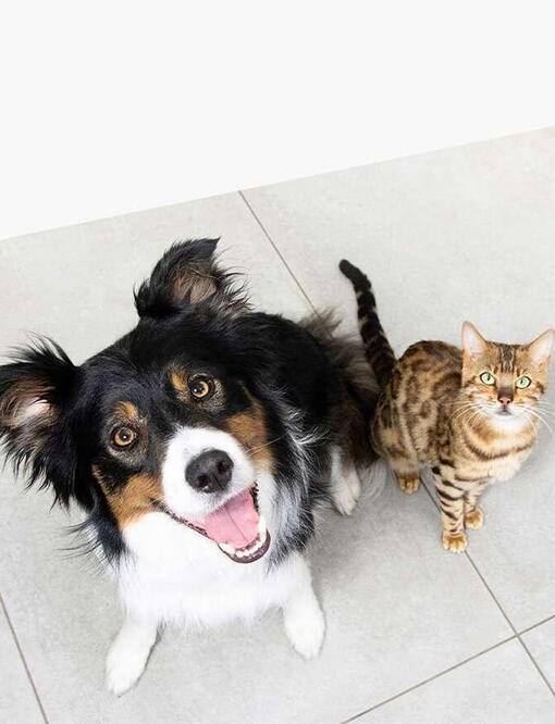 Dog and Cat looking upwards