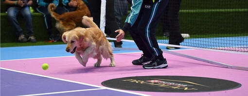 Boy throwing a tennis ball on a court to a golden retriever