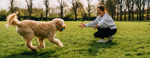 How to teach a dog to fetch teaser