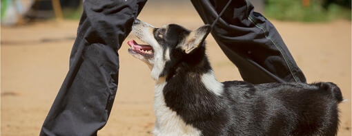 How to Teach a Dog to “Heel”