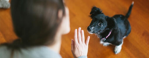 How to train your dog to stay and wait hero