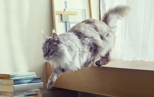 Supports Gut Microbiome