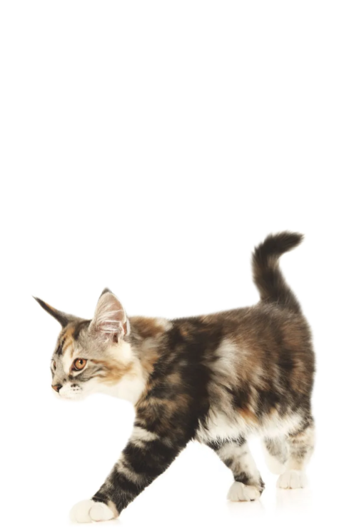 Kitty