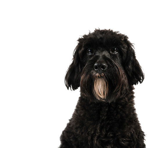 Black dog