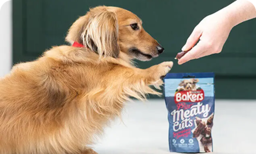 Bakers dog taking food