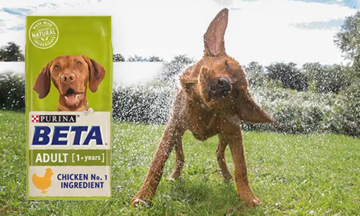 Beta dog with product