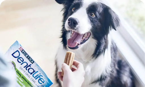 Dentalife dog