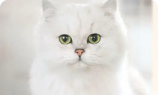 Gourmet cat
