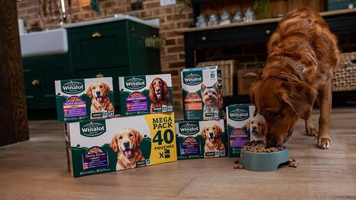 Winalot pouch range with dog eating from a bowl