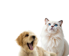 Cat and dog
