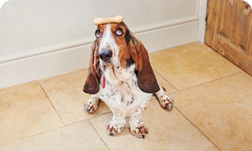 Bonio dog sitting on the floor
