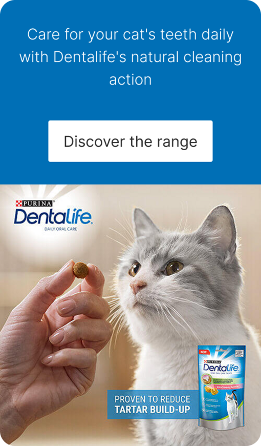 Dentalife promo