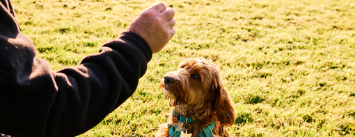 Man training his dog to sit outside in a field