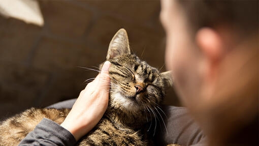 Tabby cat having a cuddle on an owners lap