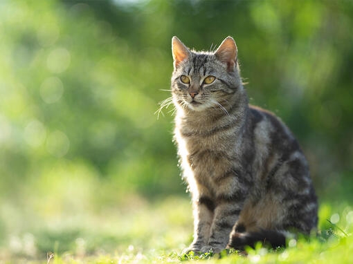 Tabby cat sat outside on grass