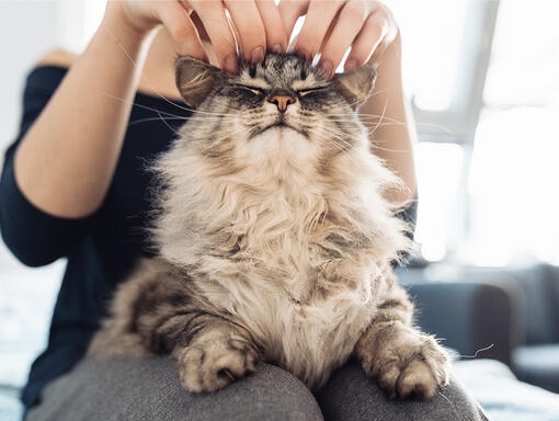 Cat being tickled on the top of it's head