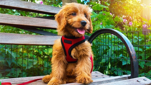 Puppy in harness sat on a bench