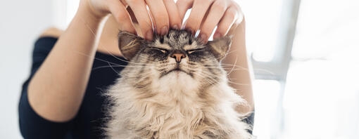 Cat sat on a lap being scratched on the top of it's head